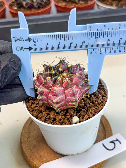Gymnocalycium Neon (gy14) (g5) | Variegated cactus
