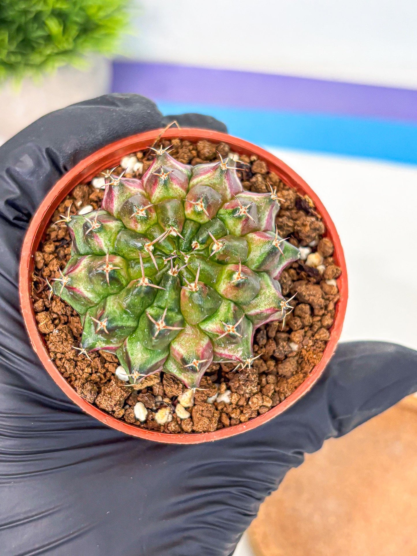 Gymnocalycium Neon (gy14) (p3) | Variegated cactus