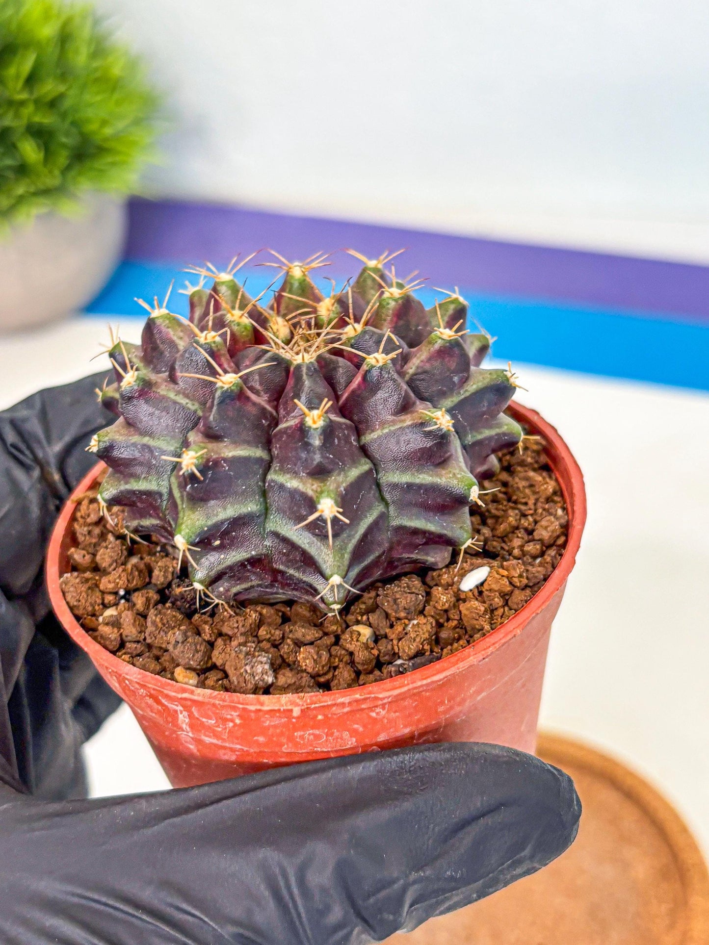 Gymnocalycium Neon (gy14) (p5) | Variegated cactus