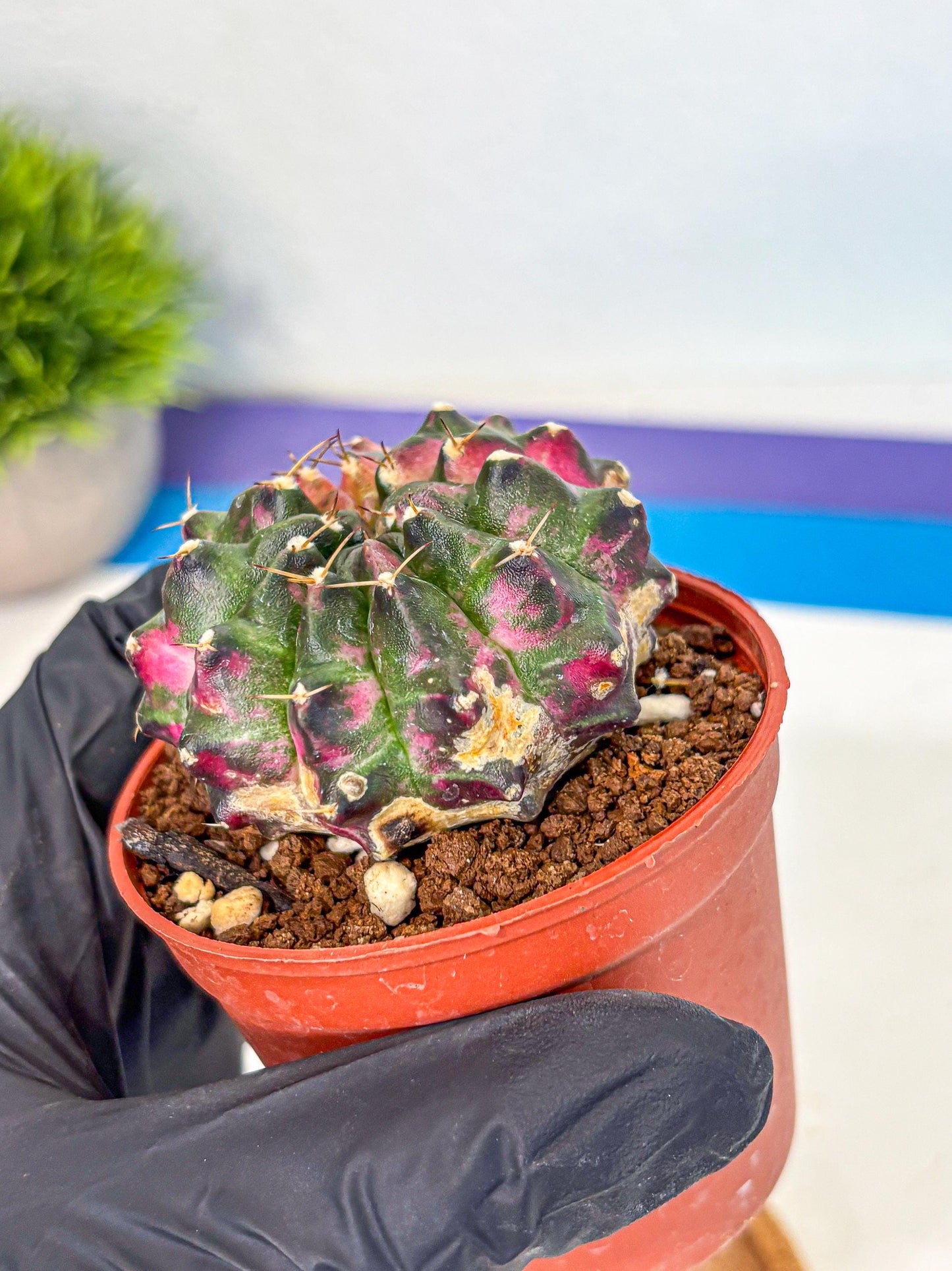 Gymnocalycium Neon (gy14) (p7) | Variegated cactus