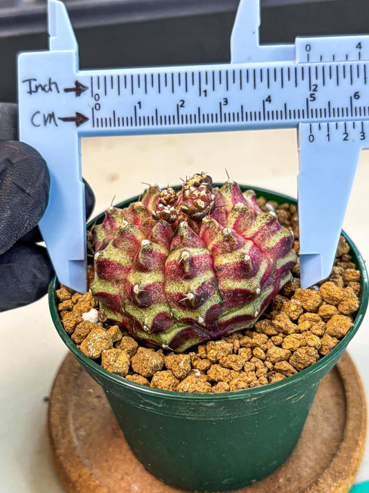 Gymnocalycium Neon (gy14) (gg) | Variegated cactus