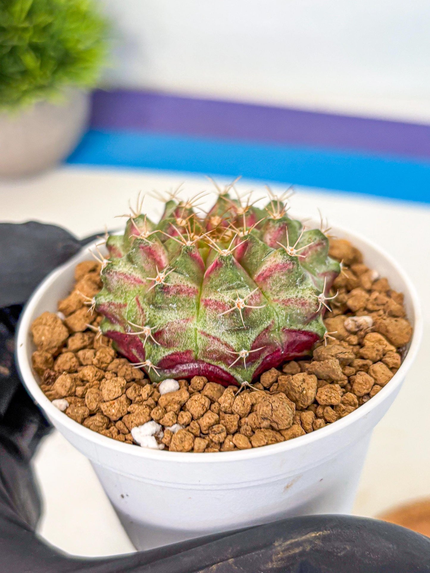 Gymnocalycium Neon (gy14) (oo) | Variegated cactus