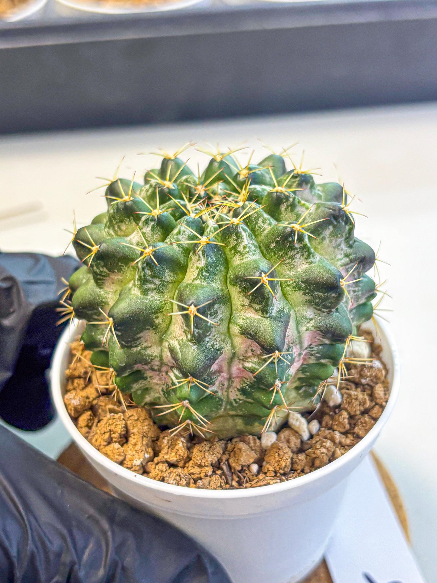Gymnocalycium Marble (gy16) (04) | collectables