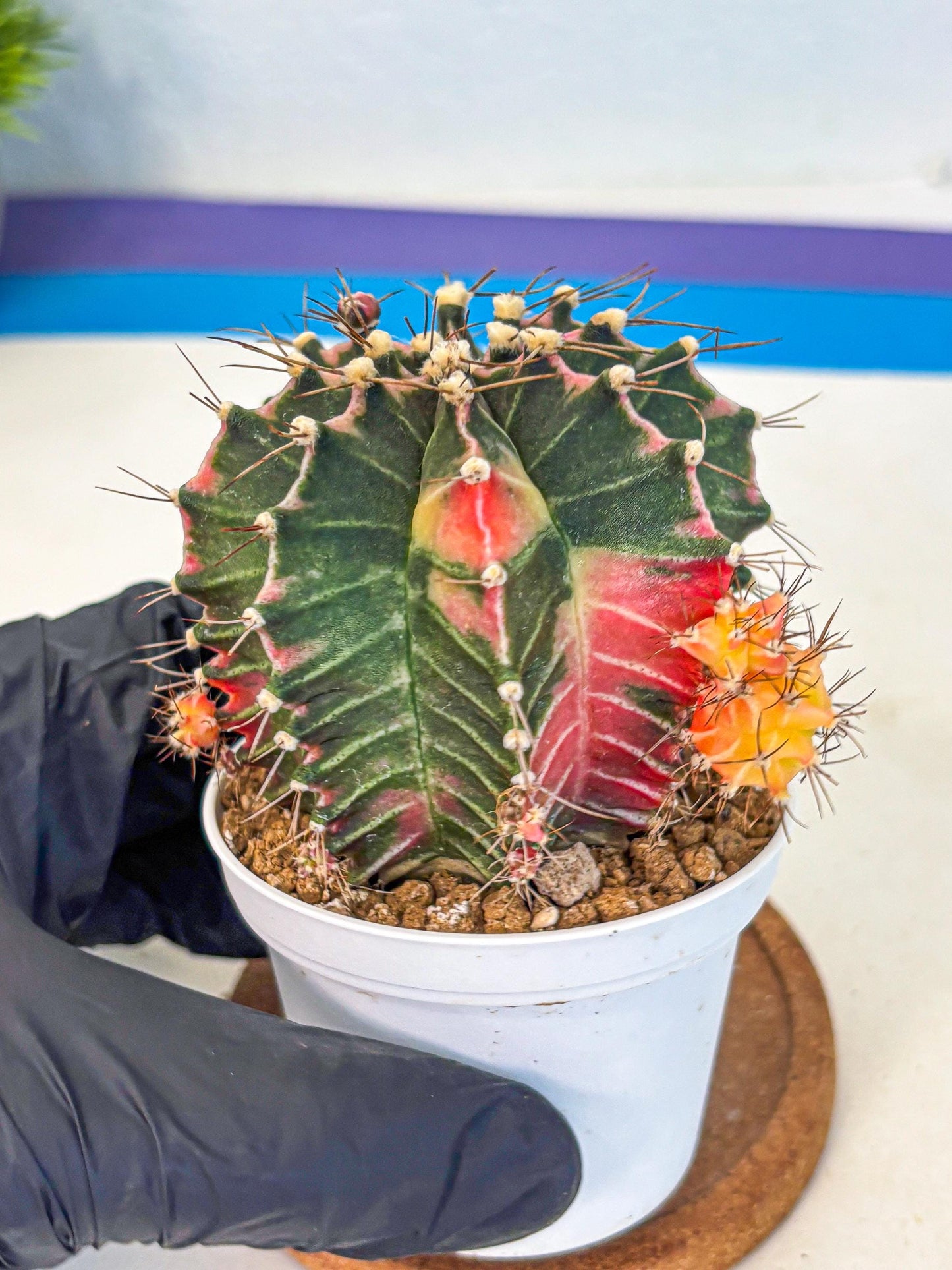 Gymnocalycium Cotton candy (gy16) (07) | collectables
