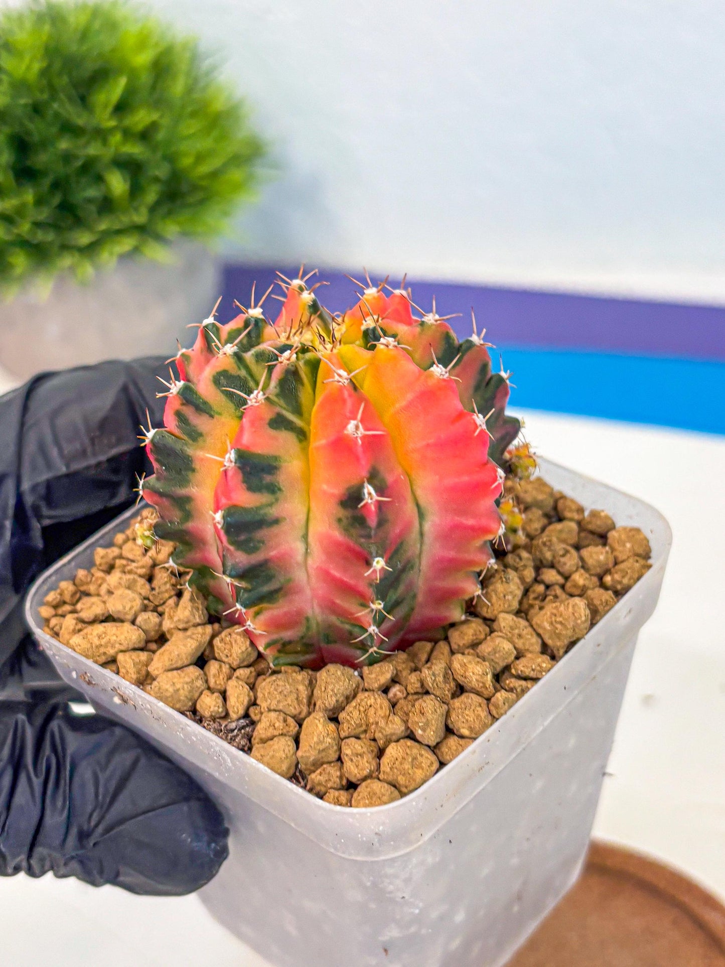 Gymnocalycium No Nmae (gy17) (gg) | Collector’s Edition