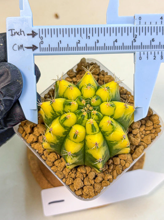 Gymnocalycium Pomelo (gy17) (01) | Collector’s Edition