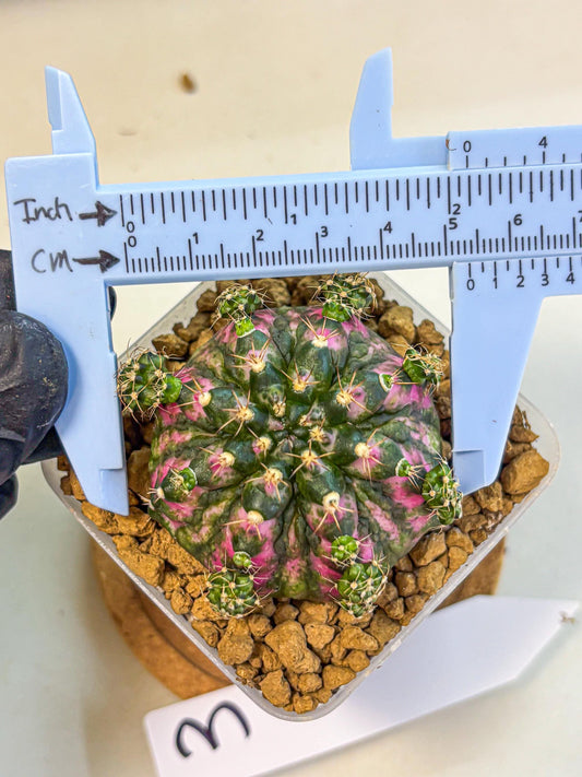 Gymnocalycium Larissa (gy17) (03) | Collector’s Edition