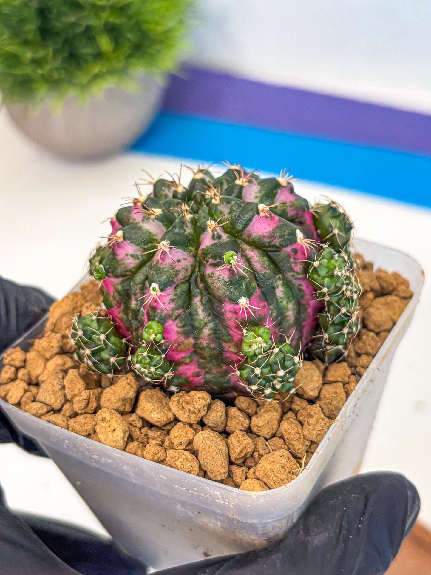 Gymnocalycium Larisa (gy17) (02) | Collector’s Edition