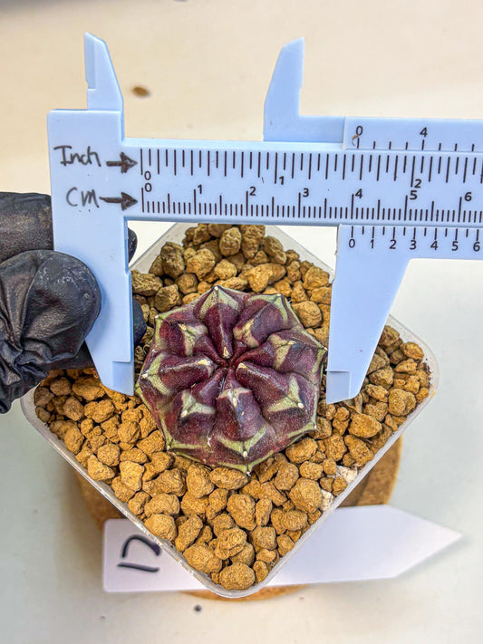 Gymnocalycium Aas Gen2 (gy17) (12) | Collector’s Edition