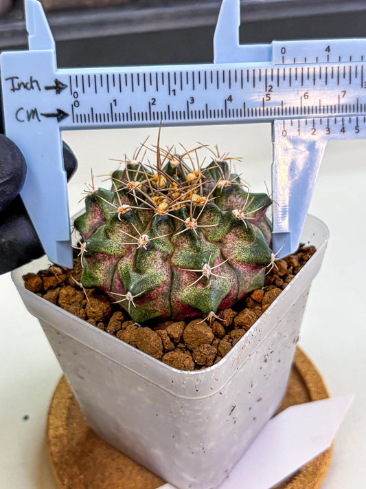 Gymnocalycium T-Lux (gy18) (07) | Collectable Plant
