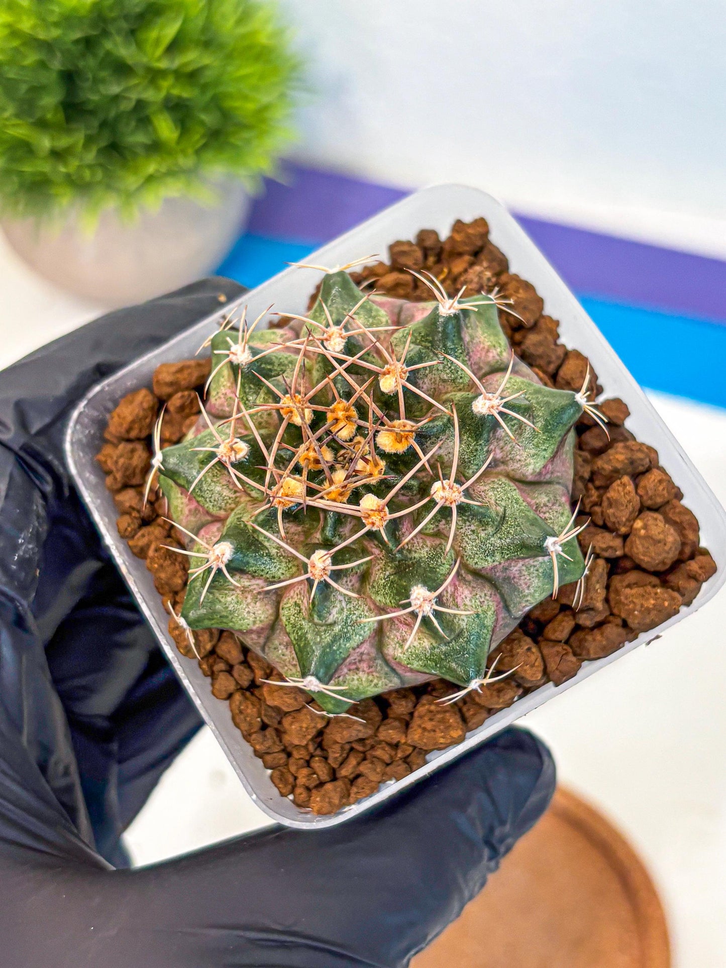 Gymnocalycium T-Lux (gy18) (07) | Collectable Plant