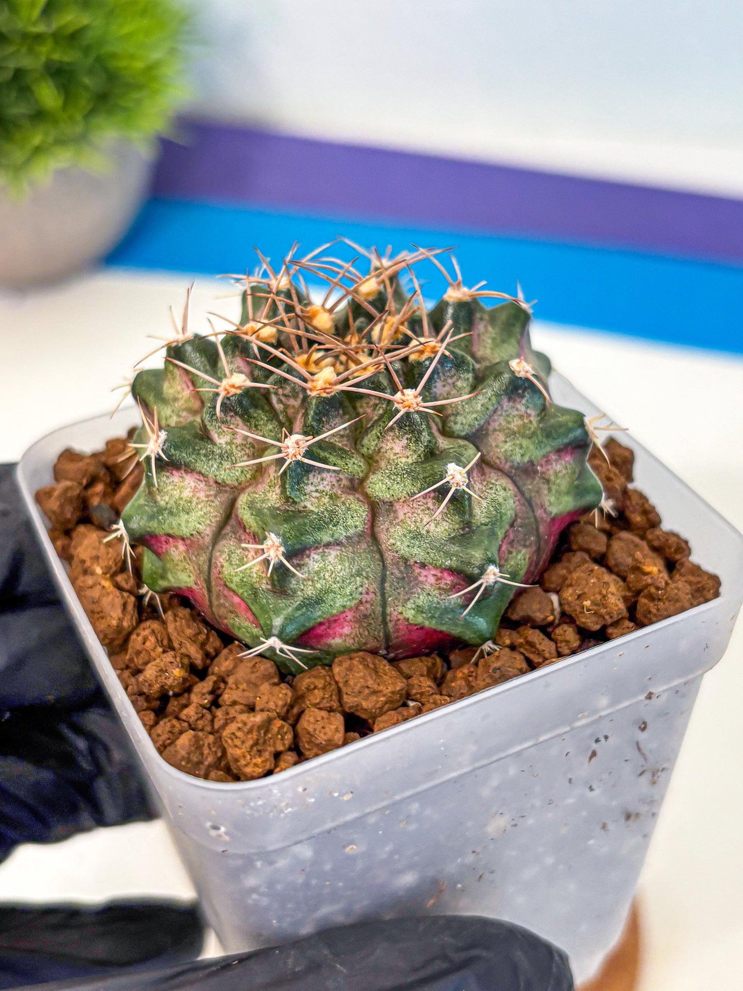 Gymnocalycium T-Lux (gy18) (08) | Collectable Plant