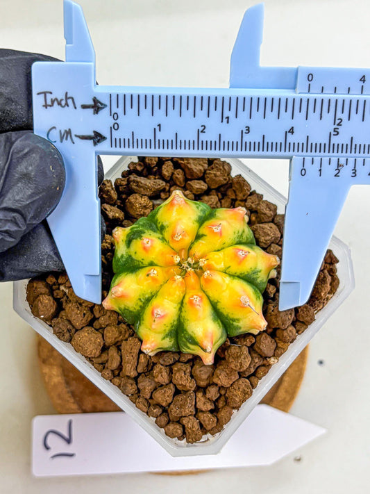 Gymnocalycium Yuzu (gy18) (12) | Collectable Plant