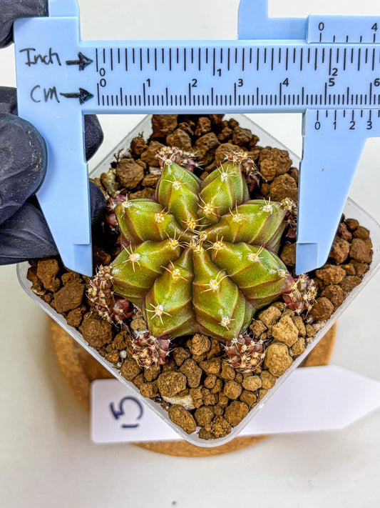 Gymnocalycium Peanut Butter (gy18) (15) | Collectable Plant
