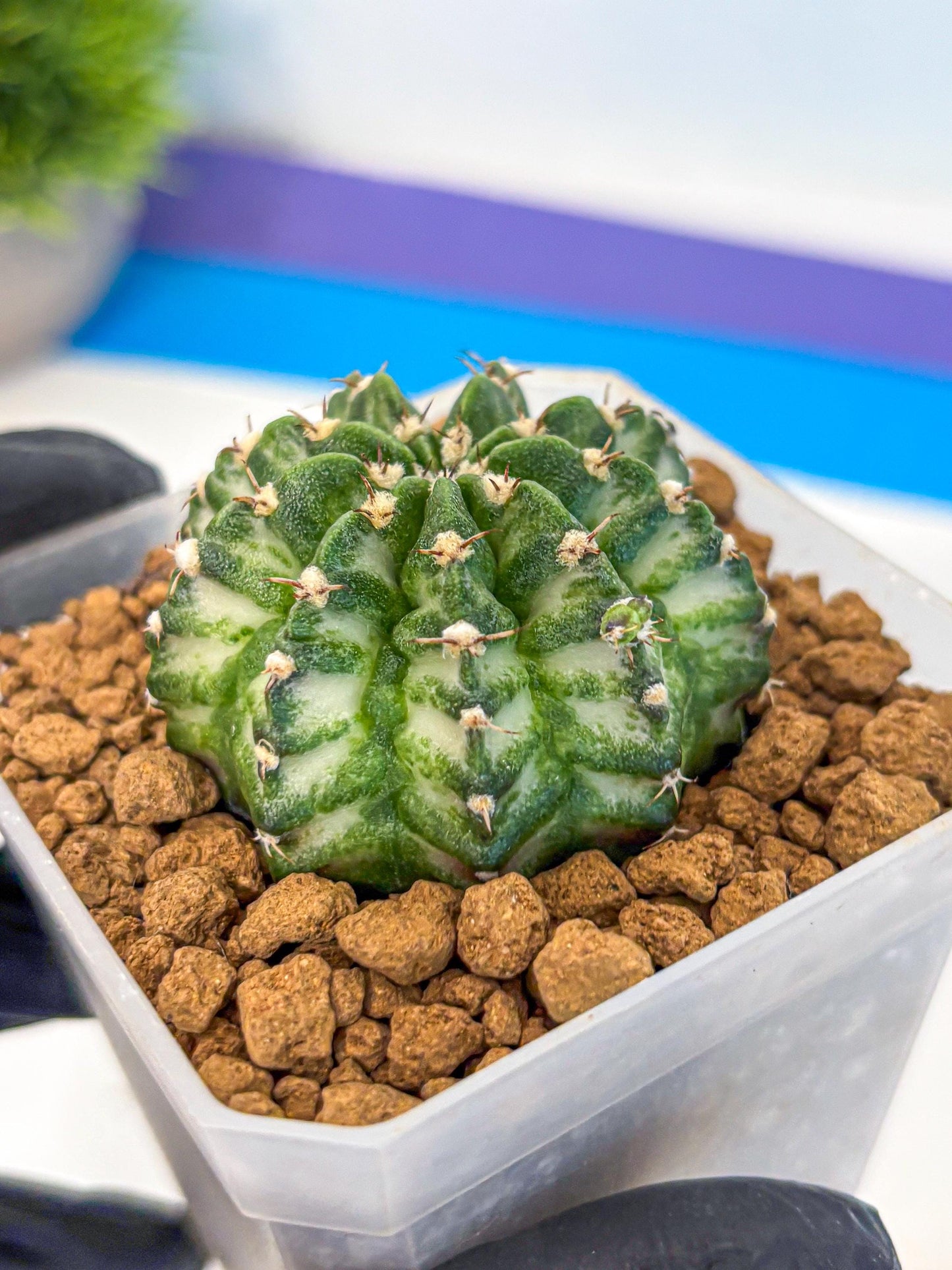Gymnocalycium White Lantern (gy18) (17) | Collectable Plant