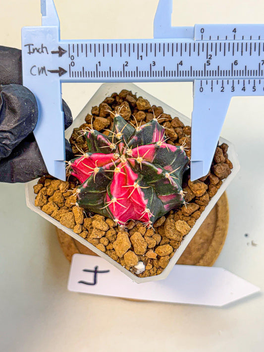 Gymnocalycium Pink Panther (gy19) (04) | Collectable Plant