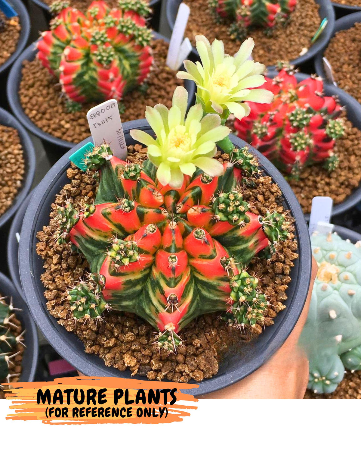 Gymnocalycium T31115 (gy11) (6) | Collectable Plant