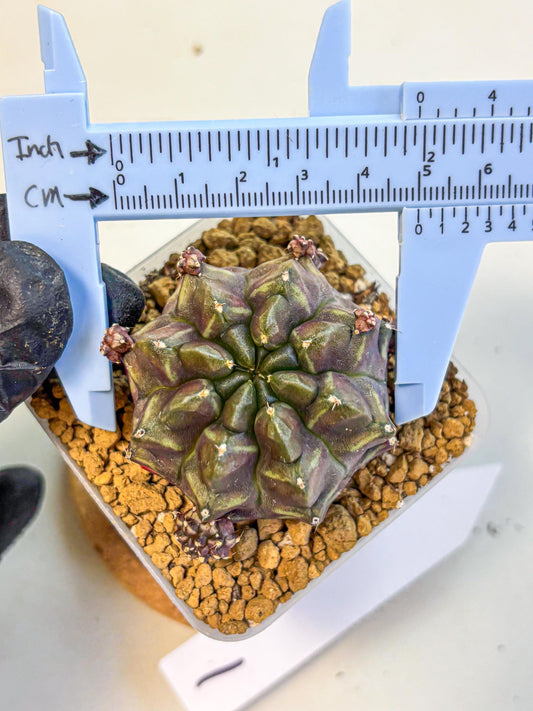 Gymnocalycium Aas DayDream (gy20) (01) | Rare Hybrids