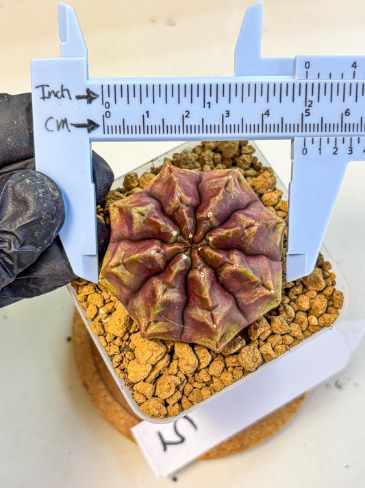 Gymnocalycium Aas DayDream (gy20) (05) | Rare Hybrids
