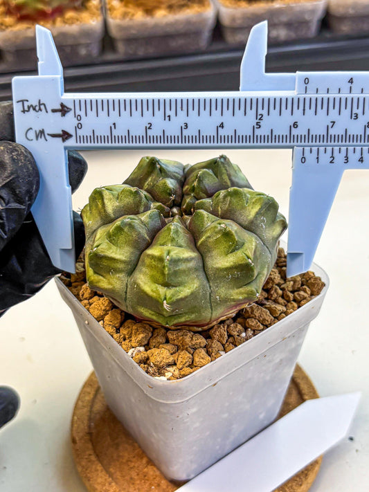 Gymnocalycium Aas DayDream (gy20) (07) | Rare Hybrids