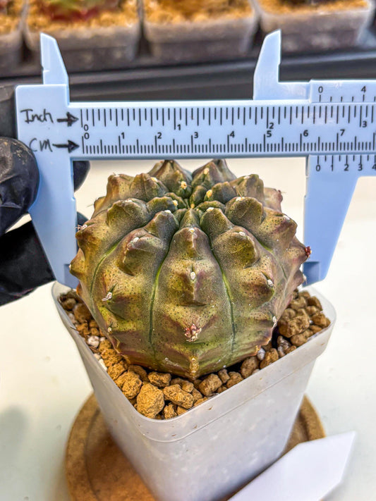 Gymnocalycium Aas DayDream (gy20) (08) | Rare Hybrids