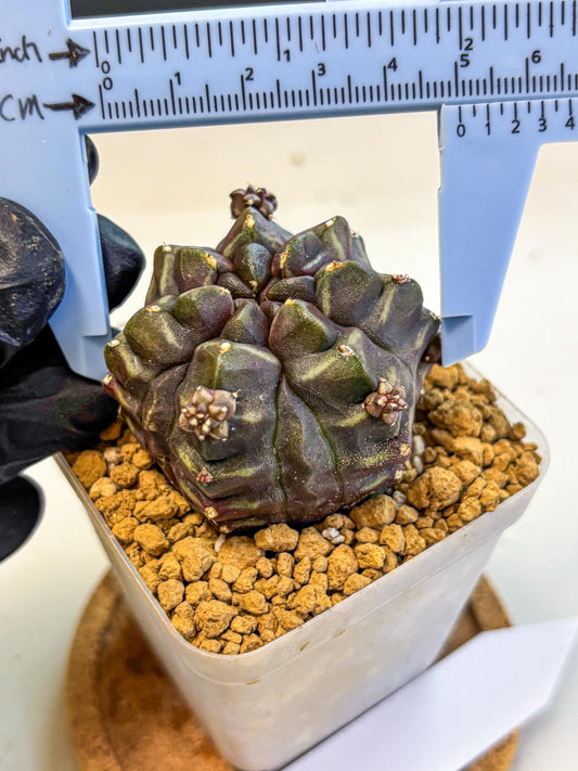 Gymnocalycium Aas DayDream (gy20) (13) | Rare Hybrids