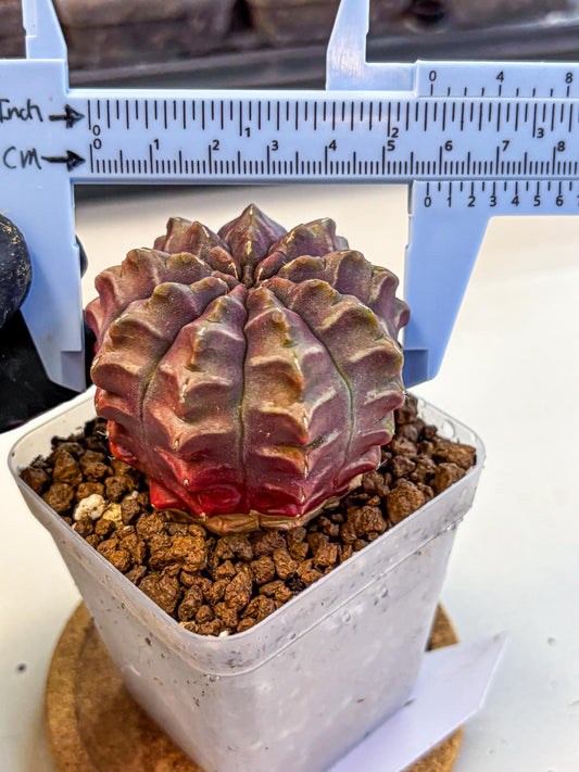 Gymnocalycium Aas DayDream (gy21) (01) | Rare Hybrids