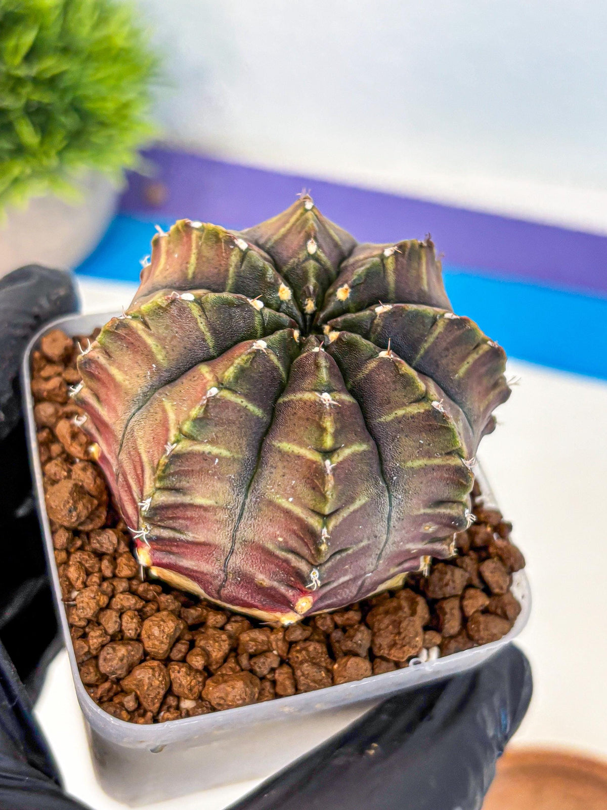Gymnocalycium Aas DayDream (gy21) (03) | Rare Hybrids