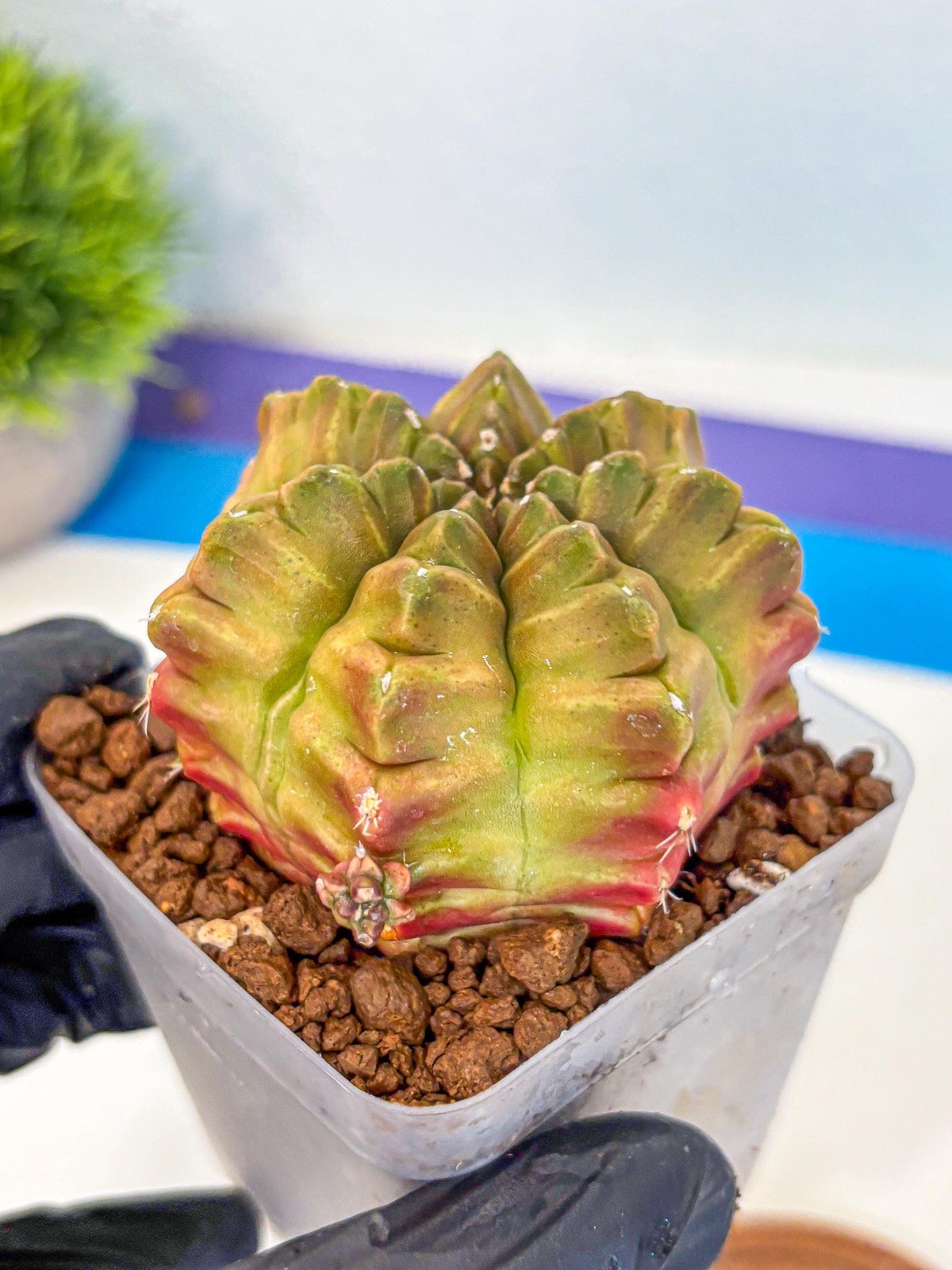 Gymnocalycium Aas DayDream (gy21) (04) | Rare Hybrids