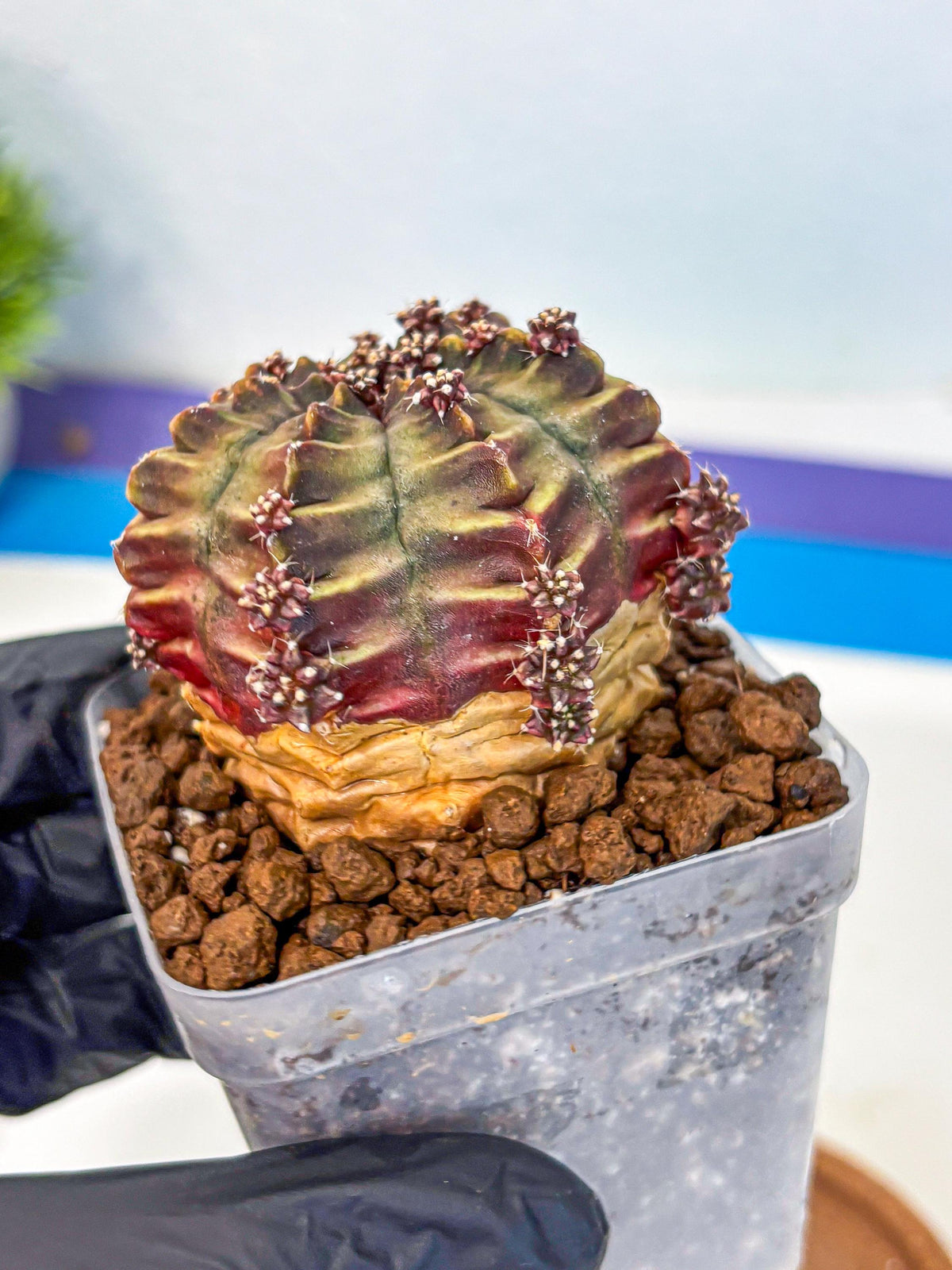 Gymnocalycium Aas DayDream (gy21) (09) | Rare Hybrids