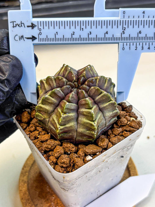 Gymnocalycium Aas DayDream (gy21) (14) | Rare Hybrids