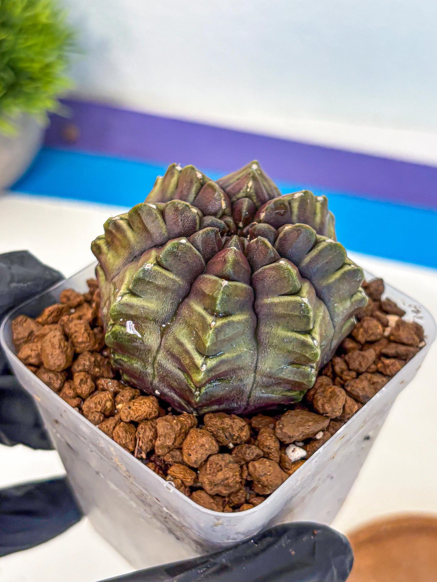 Gymnocalycium Aas DayDream (gy21) (14) | Rare Hybrids