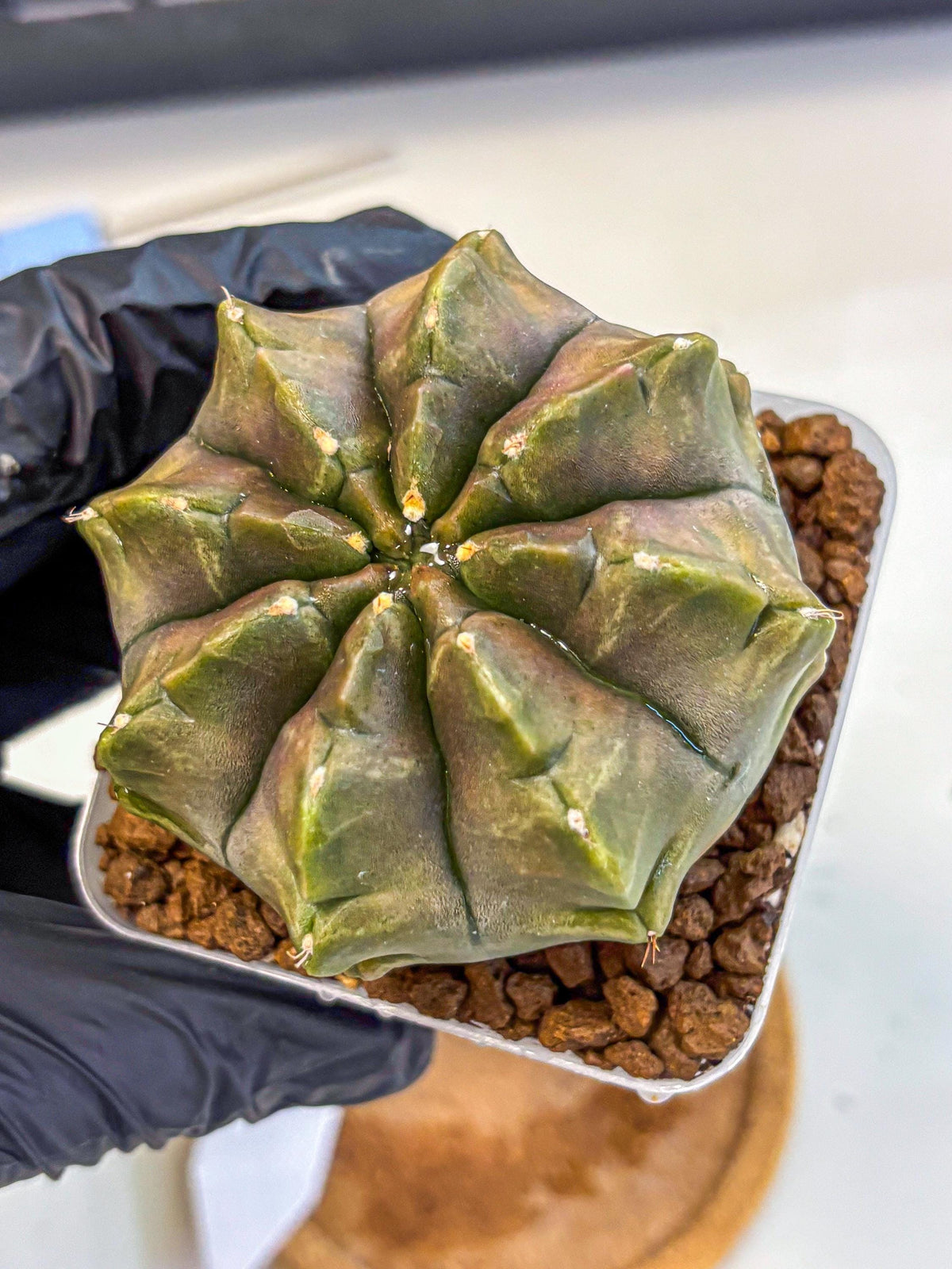 Gymnocalycium Aas DayDream (gy21) (16) | Rare Hybrids