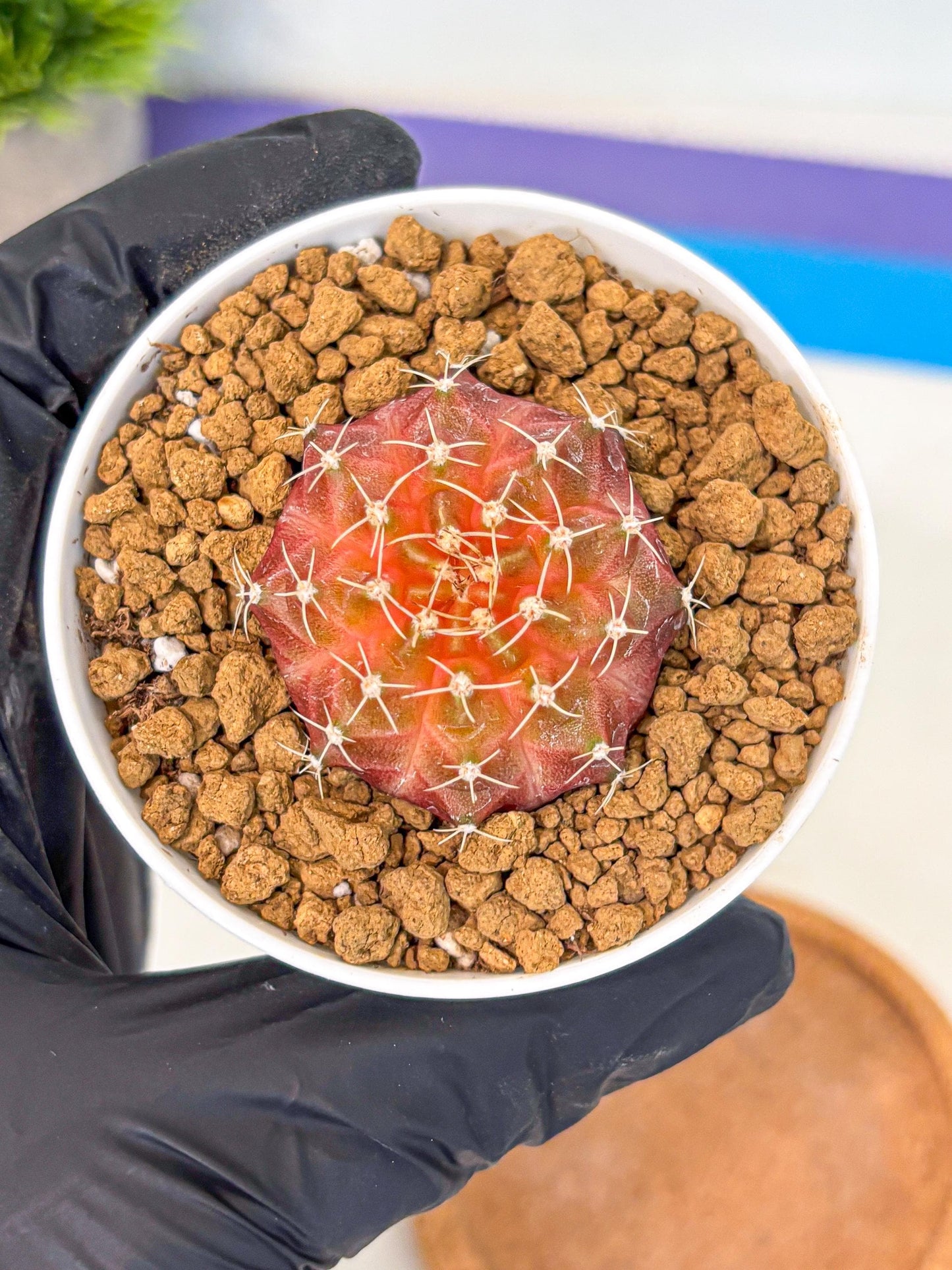 Gymnocalycium Neon (gy14) (g3) | Variegated cactus