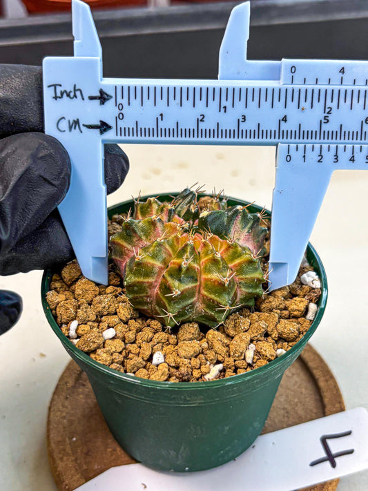Gymnocalycium Neon (gy14) (g4) | Variegated cactus