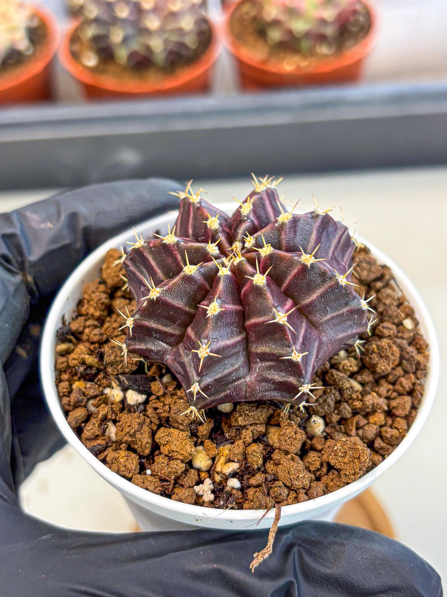Gymnocalycium Neon (gy14) (p2) | Variegated cactus