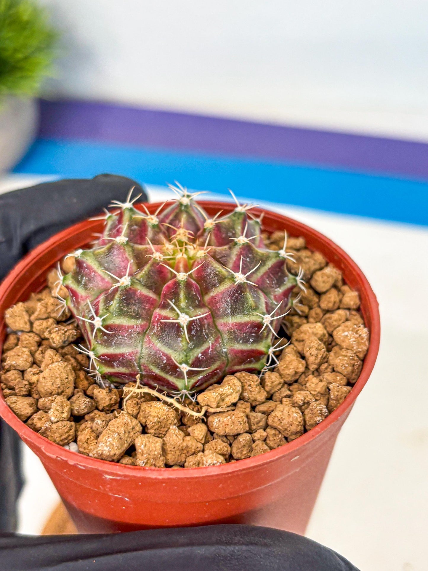 Gymnocalycium Neon (gy14) (pp) | Variegated cactus
