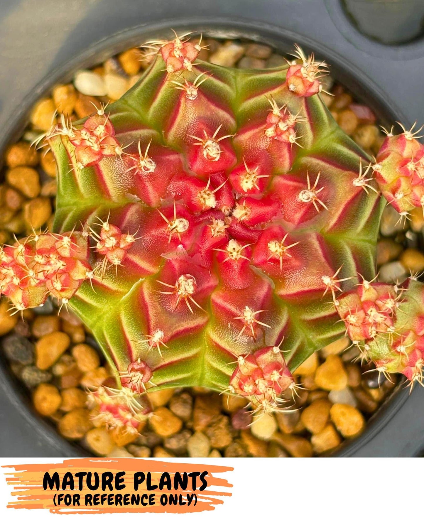 Gymnocalycium Little Red Riding Hood (gy16) (13) | Rare