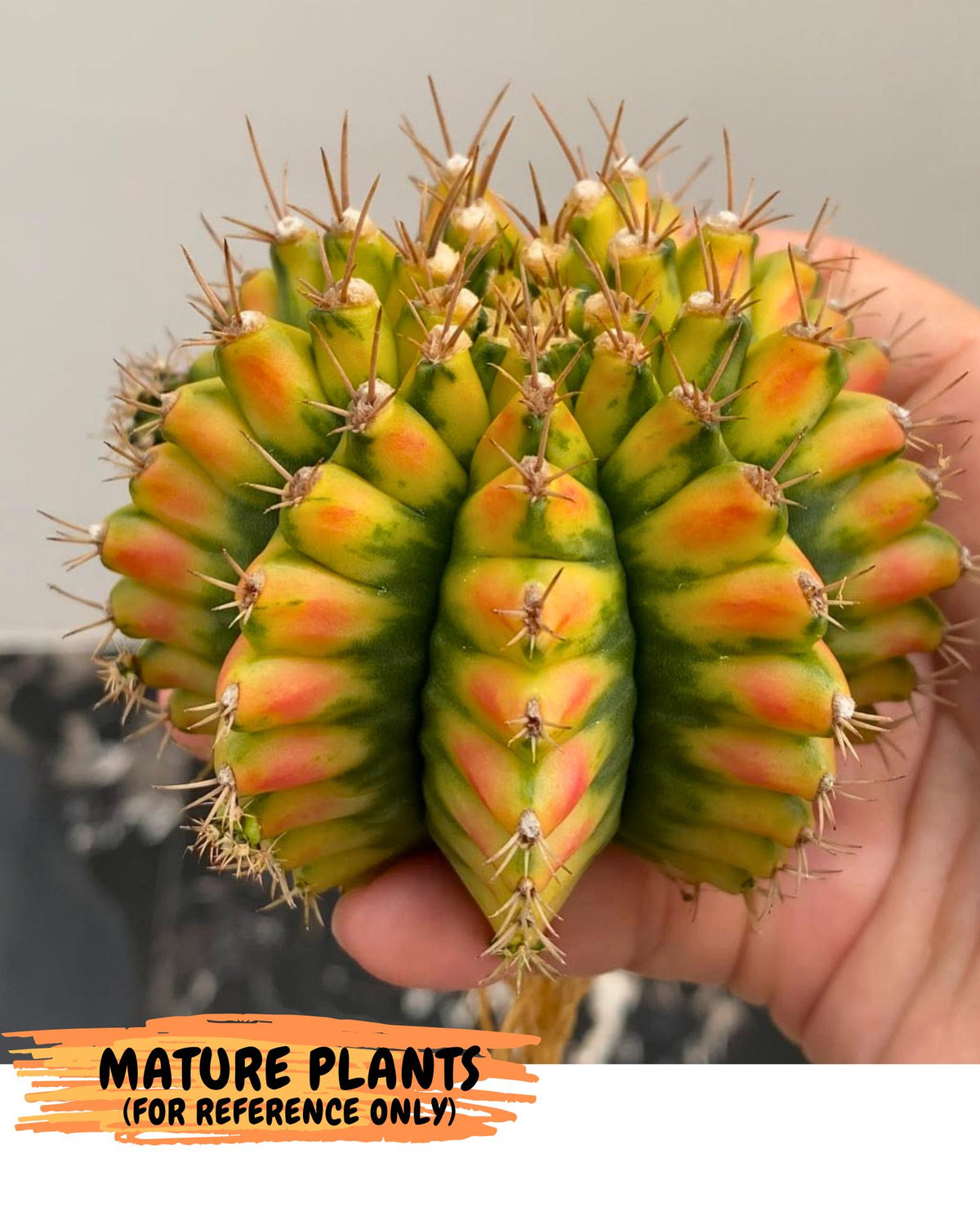 Gymnocalycium Pomelo (gy8) (17) | Collector’s Edition