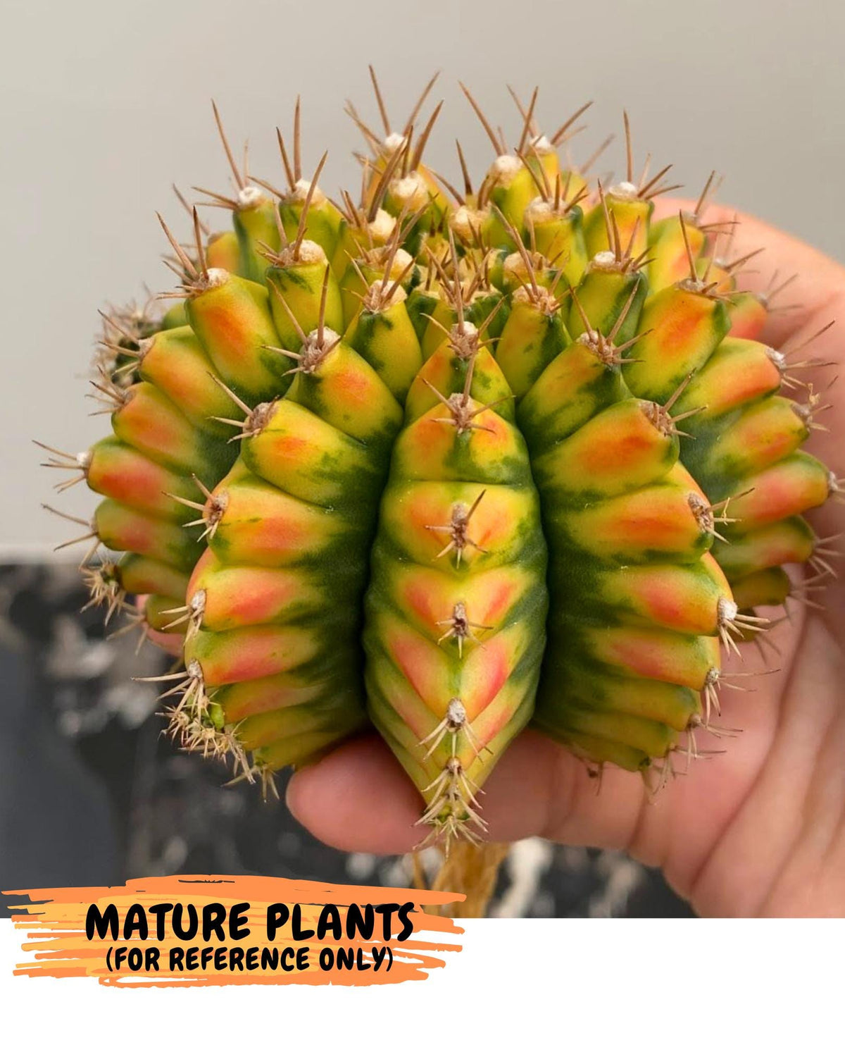 Gymnocalycium Pomelo (gy8) (16) | Collector’s Edition