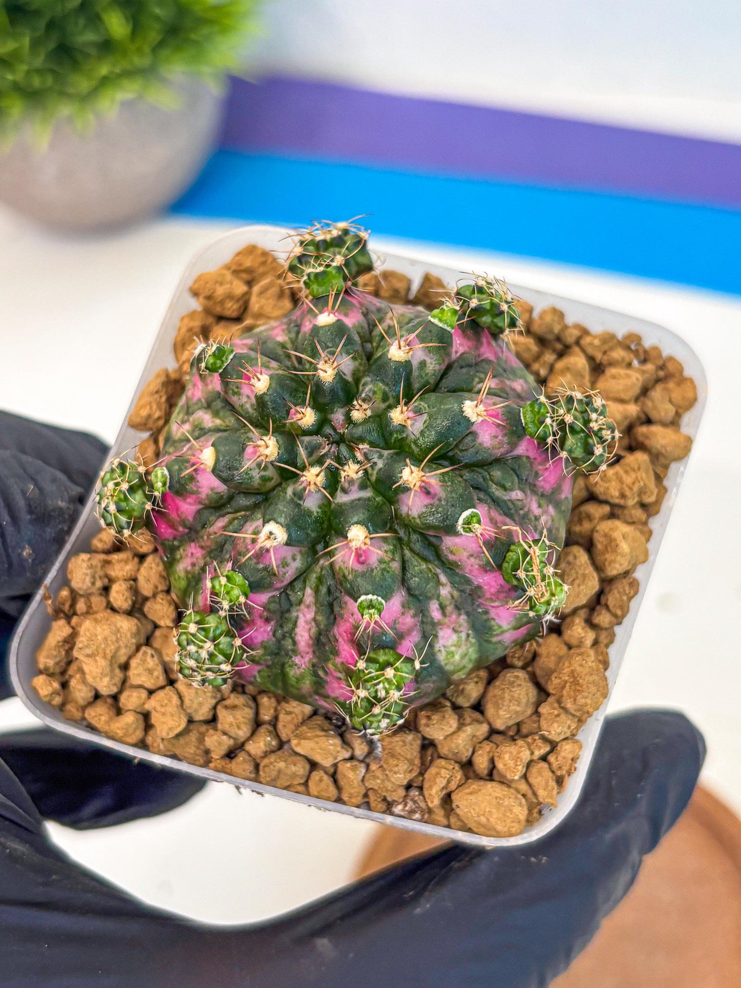 Gymnocalycium Larissa (gy17) (03) | Collector’s Edition