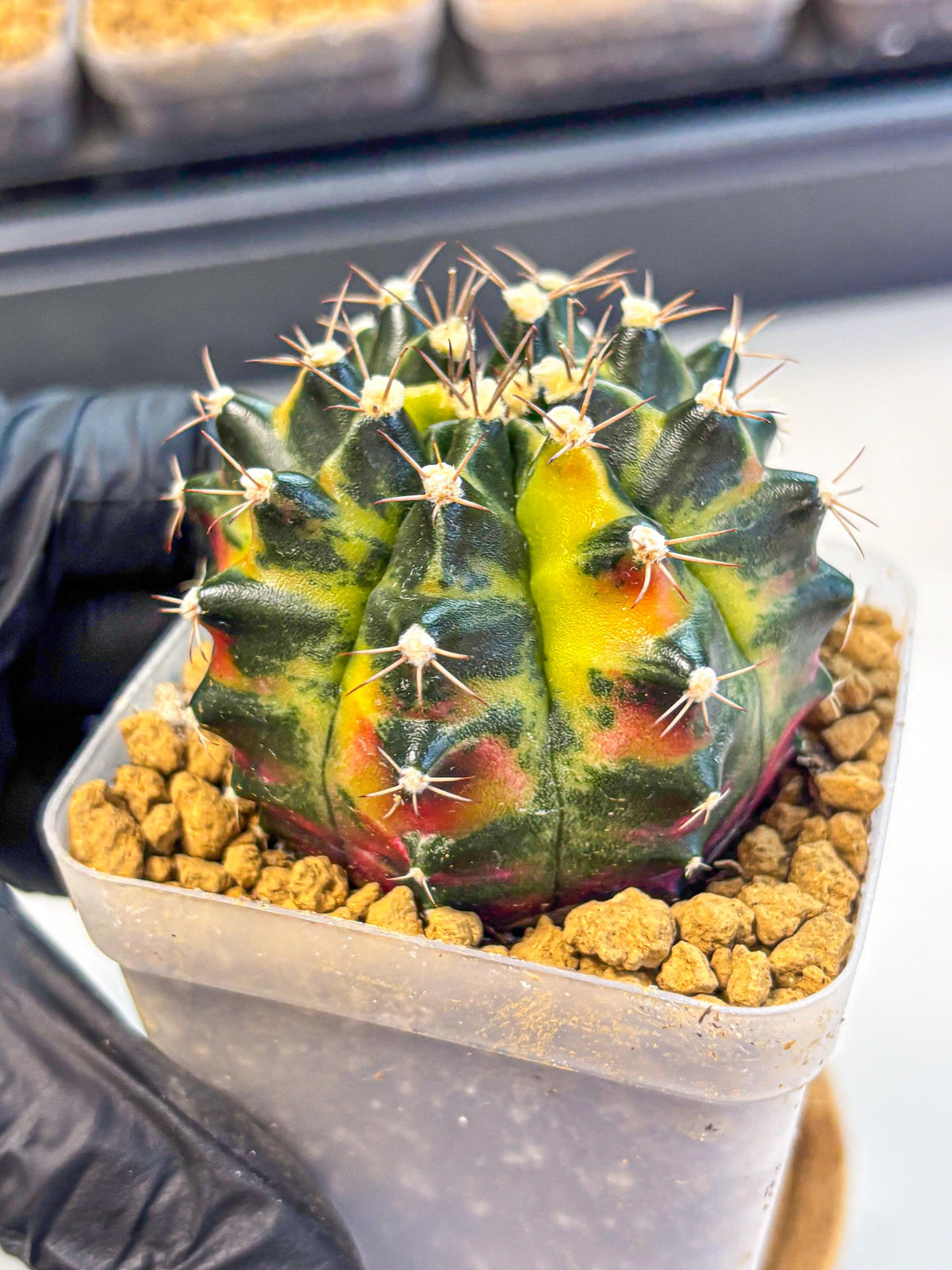 Gymnocalycium Green Wood (gy17) (04) | Collector’s Edition