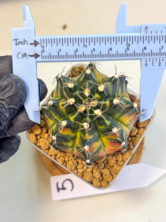 Gymnocalycium Green Wood (gy17) (05) | Collector’s Edition