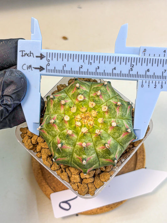 Gymnocalycium Neon (gy17) (09) | Collector’s Edition