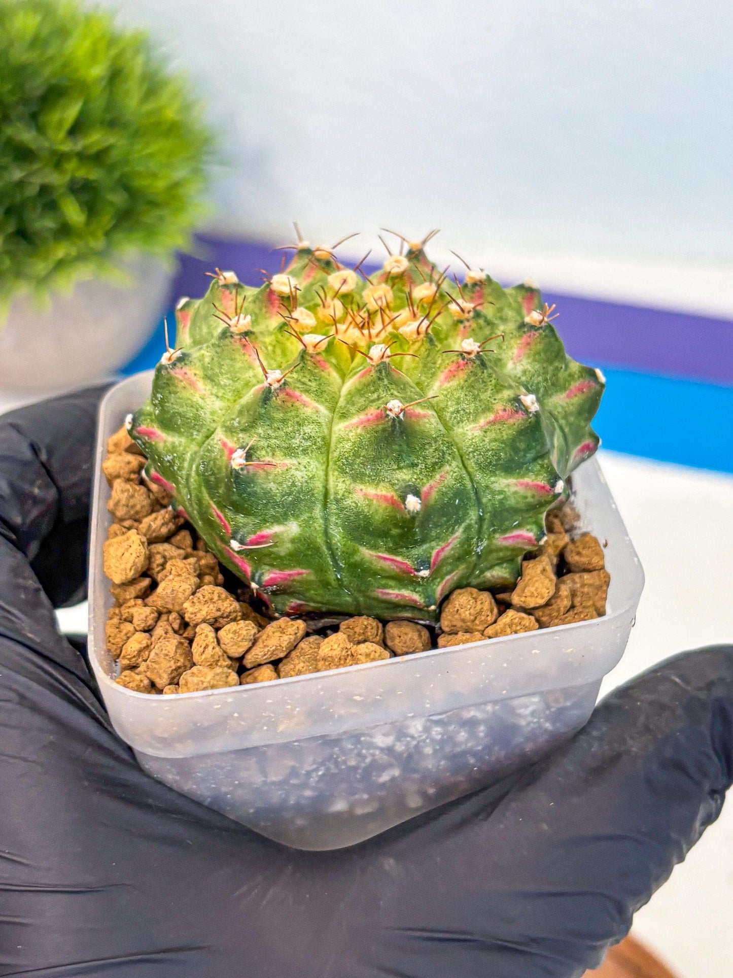 Gymnocalycium Neon (gy17) (09) | Collector’s Edition