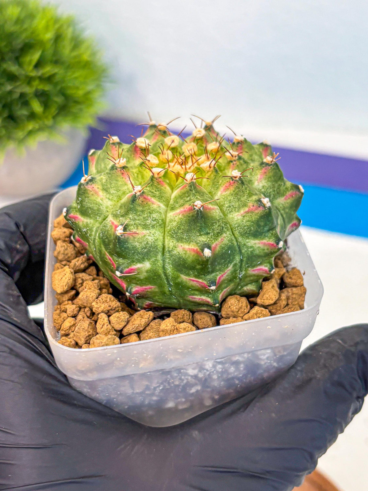 Gymnocalycium Neon (gy17) (09) | Collector’s Edition