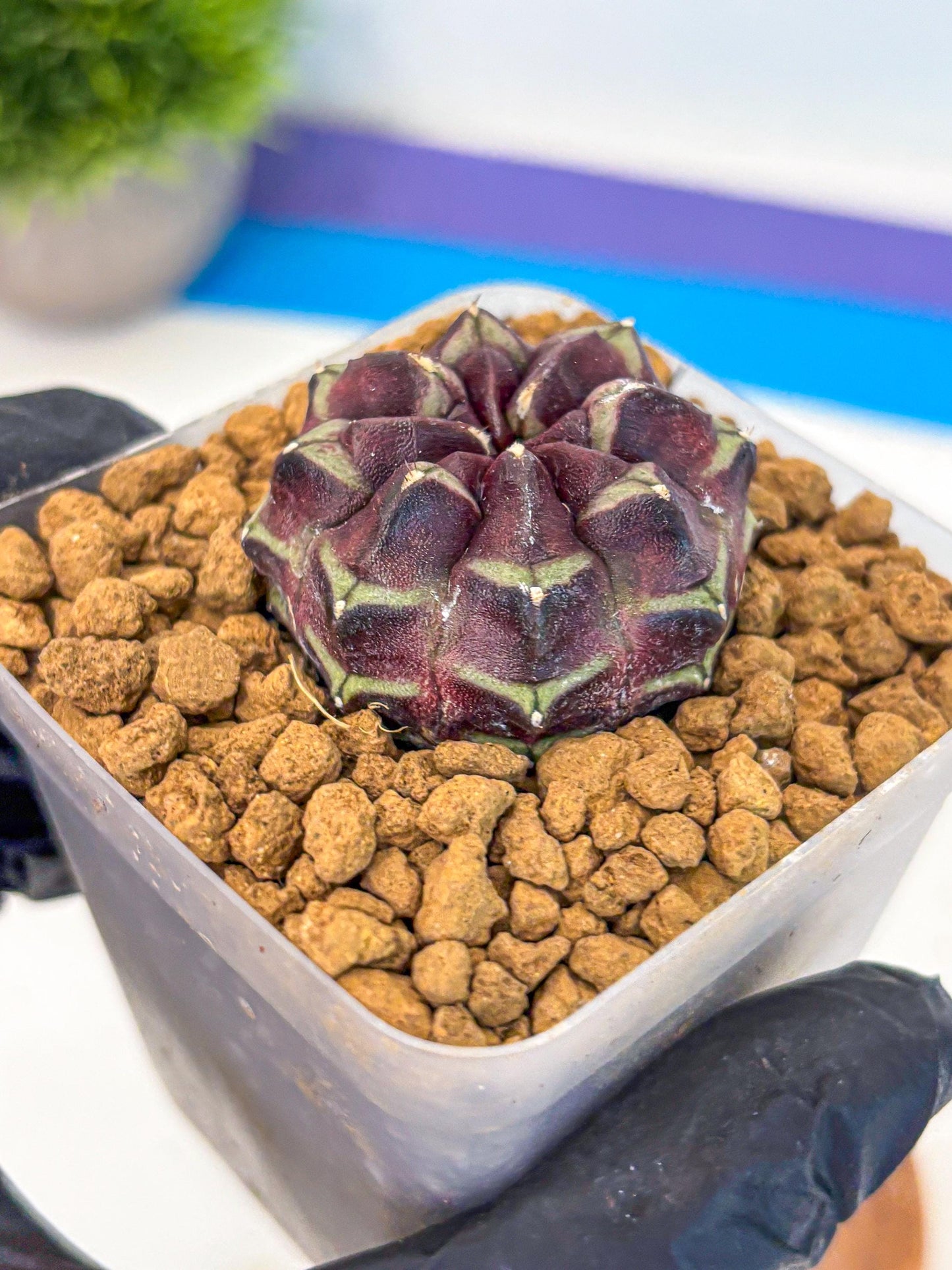 Gymnocalycium Aas Gen2 (gy17) (12) | Collector’s Edition