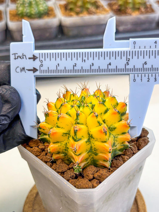 Gymnocalycium Orangish (gy18) (01) | Collectable Plant