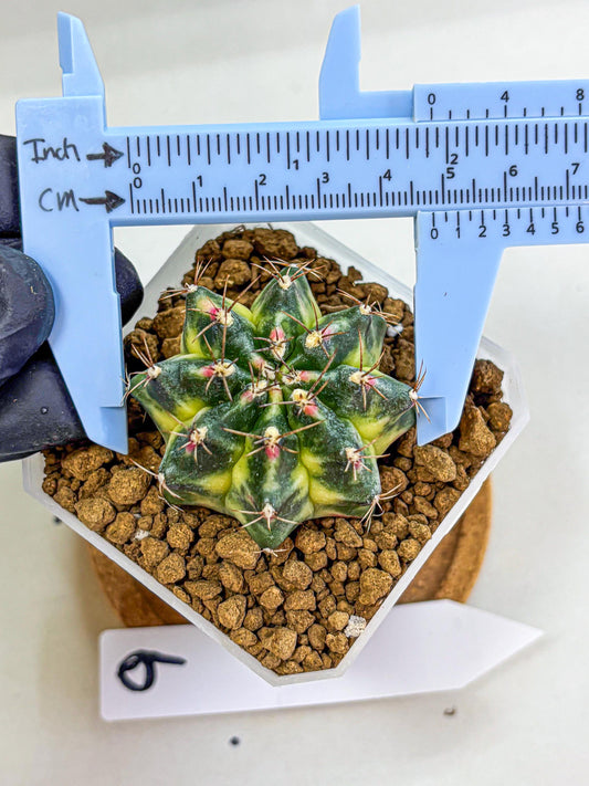 Gymnocalycium Lemonade (gy18) (09) | Collectable Plant