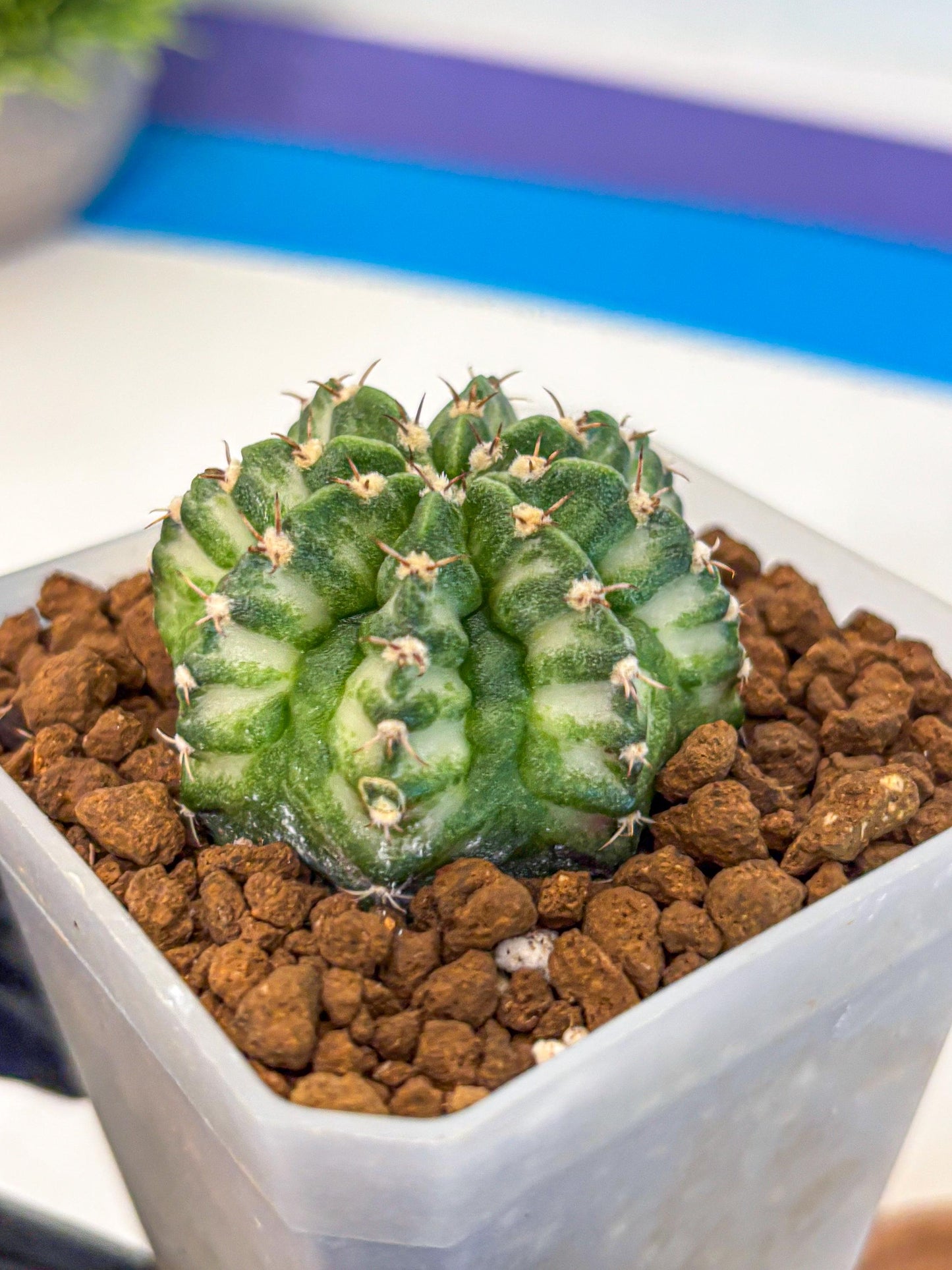 Gymnocalycium White Lantern (gy18) (18) | Collectable Plant